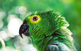 Many owners report that african greys enjoy having television or radio playing when they are left alone. Green Parrot Closeup Photo Bird Animal Macaw Parakeet Piqsels