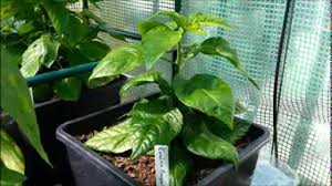 (i wish had looked this up before we. Carolina Reaper Real Time Chilli Plant Growing Youtube
