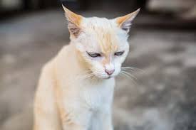 Chronic Kidney Disease In Older Cats Things To Know My Animals