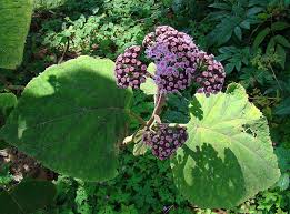 Image result for Bartlettina