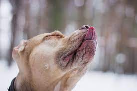 My Dog Is Constantly Licking His Nose