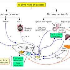 Tous les glucides, au cours de la digestion, sont dégradés plus ou moins vite en une molécule le glucose est absorbé et passe dans le sang. Pdf Role Des Lipides Dans La Regulation Du Comportement Alimentaire