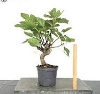 Outdoor Edible Fig Bonsai Tree 'Ficus Carica' Pre-Bonsai