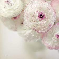 Vanilla Ruffles Ranunculus Flowers Beautiful Flowers Pretty Flowers