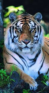 Pinterest For Business Marketing Expert Uk Specialist In 2020 Majestic Animals Tiger Pictures Animals