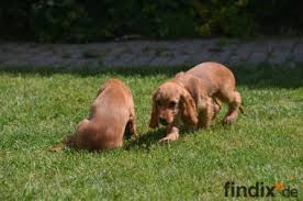 (haben leider einen großen zeitmangel.) er liebt lange spaziergänge im wald, verträgt sich gut mit hündinen, kann abgeleint werden, kennt die grundkommandos. Cocker Spaniel Und Welpen Abzugeben Findix De