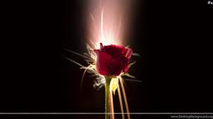 You could download and install the wallpaper and utilize it for your desktop computer. Full Hd Rose Flower Wallpapers Wallpapers Hd Wide Desktop Background
