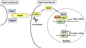 He was always there, but dormant. The Notch Inhibitor Cowanin Accelerates Nicastrin Degradation Scientific Reports