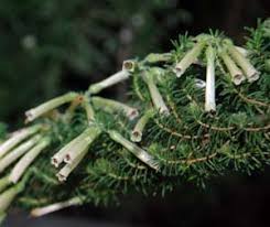 Image result for Erica lanceolifera