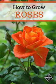 Pin On Flower Gardening