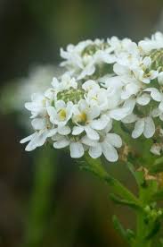 Image result for Selago cecilae