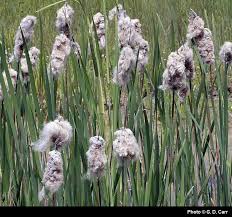 Image result for Typha capensis