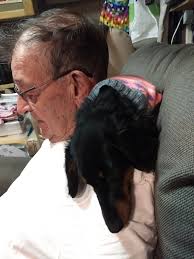 Can we say she's pouting now I work from home and she is mad I can throw  her toy all day for her so dramatic put her head under the bed lol