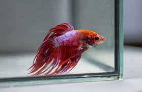 Ich, sometimes referred to as ick is one of the most common diseases caught by betta fish. Betta Temperature Shock Symptoms Betta Source