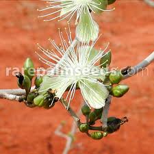 Image result for Maerua edulis