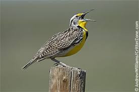 Birds Of Western New York State The Western Meadowlark Sturnella Neglecta Was Designated Official State Bird Of North Dakota In 1947 See List Of All Stat State Birds Kansas State Bird Bird