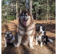 We have the highest ranking among those customers who own multiple dogs from our programs. Giant Alaskan Malamute Puppies Legends Alaskan Mals