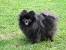 Black Long Haired Chihuahua Puppy