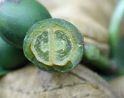 Image result for Psychotria articulata