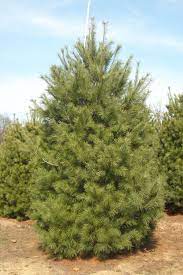 Growth Rate Of Eastern White Pine Rating Walls