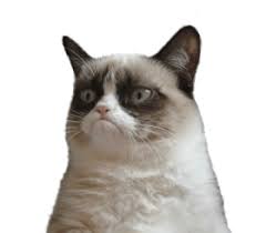 Grumpy Cat No Png Image With Transparent Background Png Free Png Images In 2021 Meme Faces Funny Memes Grumpy Cat