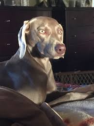 looks just like sterling weimaraner cute animals dog breeds