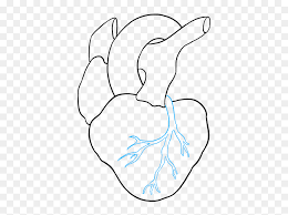 Kidneys are a pair of excretory organs located in lower back of our body.each kidney is reddish brown,bean shaped heart is a muscular organ that is placed centrally to your circulatory system. How To Draw Human Heart Easy Drawing Of Human Heart Hd Png Download Vhv