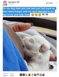 Photo Of A Lady Breastfeeding A Puppy Goes Viral Pets Nigeria