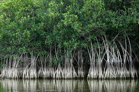 Siapa yang tinggal di dalam hutan bakau. Manfaat Hutan Bakau Mangrove Definisi Pengertian Secara Umum Adalah