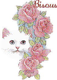 gifs chats - Le Monde des Gifs