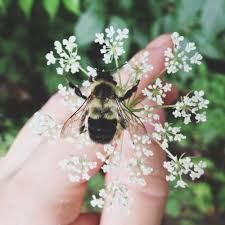 Queen anne's lace is a common name for a plant and most often refers to the species daucus carota. All The Sweet Prettiness Of Life Queen Annes Lace Bee Nature