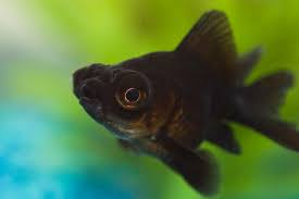 Black Moor Goldfish Care Guide The Aquarium Guide
