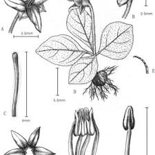 Image result for Kohautia confusa