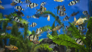 Ikan rainbow merupakan jenis ikan hias yang banyak diminati masyarakat karena jenis ikan ini juga dapat merupakan komoditi eksport. 10 Jenis Ikan Hias Air Tawar Berukuran Kecil