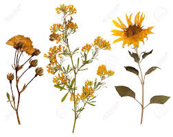 Maybe you would like to learn more about one of these? Set Of Wild Dry Pressed Flowers And Leaves Isolated Stock Photo Picture And Royalty Free Image Image 42153282
