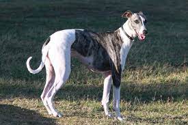 We did not find results for: Greyhound Puppies For Sale From Reputable Dog Breeders