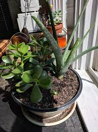 Houseplant Container Mixing Can You Grow Multiple Houseplants In The Same Pot