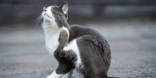 Image result for Feline Miliary Dermatitis