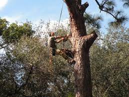 Maybe you would like to learn more about one of these? Affordable Professional Tree Service Tree Service Land Clearing Pinellas County Florida