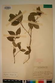 Image result for Strychnos henningsii