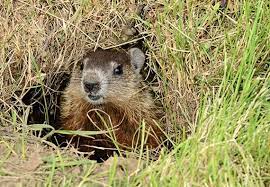 Additionally, knowing the groundhog's habits is key. How To Get Rid Of Groundhogs Updated For 2021