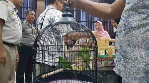 Cucak Ijo Masuk Daftar Satwa Dilindungi Bksda Kaltim Sampaikan Batas Waktu Pendataan Halaman 2 Tribunkaltim Co