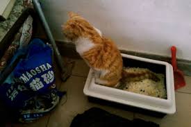 Jika kucing peliharaan atau kucing liar selalu memilih tempat yang sama untuk bab, kamu bisa mencoba membersihkan area tersebut dengan air dan sabun ramah lingkungan. Solusi Agar Kucing Tidak Buang Kotoran Dan Pipis Sembarangan