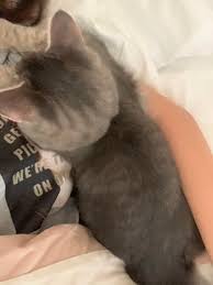 Most cat owners will be familiar with the creepy feline compulsion to watch their humans do their we asked animal behavior experts why our cats insist on following us into the bathroom. I Have A Clingy Little Cat Who S 6m Old She Follows Me Around All The Time Sleeps With Me And Kneads On My Clothes Whenever I M Sleeping I Almost Feel Like I M Raising