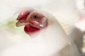 West Nile Virus Cases Are Spiking In La The First Line Of Defense Chickens