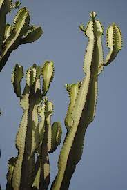 All cactus plants are members of the cactaceae family, and there are thousands of species of is cactus a succulent? Cacktus Cactus Plants Plants Cactus