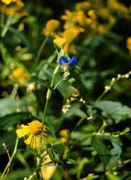 Image result for Commelina congesta