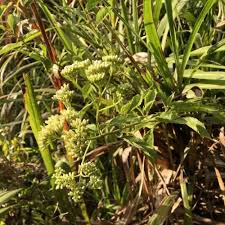 Image result for Diheteropogon filifolius