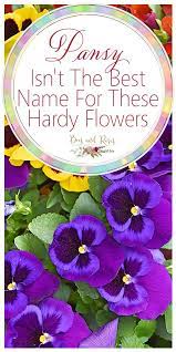 Pansy Isn T The Best Name For These Hardy Flowers Bees And Roses Pansies Flowers Pansies Gardening For Beginners