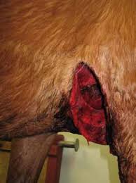 We can see the overall picture. Dressings Used In Equine Traumatic Wound Care The Veterinary Nurse